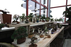 Mame Shohin