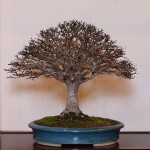 Merit Award for Zelkova (Photo courtesy of Mark Cooper)