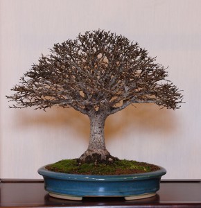 Merit Award for Zelkova (Photo courtesy of Mark Cooper)