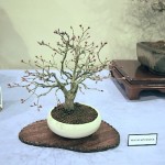 Mountain maple