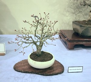 Mountain maple