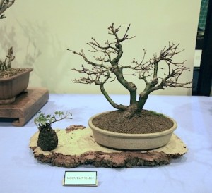 Mountain maple