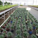 Ophiopogon