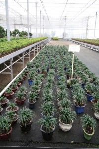 Ophiopogon
