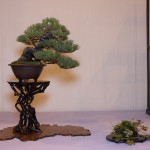 Our shohin pine - part of the winning display