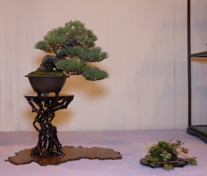 Our shohin pine - part of the winning display Our shohin pine - part of the winning display