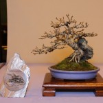 Best Shohin awarded by the British Shohin Association to Paul Hunt for his Forsythia (Photo courtesy of Mark Cooper)