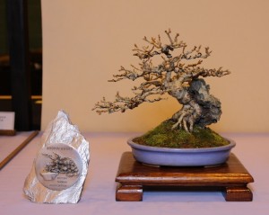 Pauls Forsythia Best Shohin awarded by the British Shohin Association to Paul Hunt for his Forsythia (Photo courtesy of Mark Cooper)