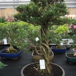 Phyllanthus