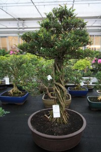 Phyllanthus