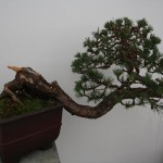 White Pine