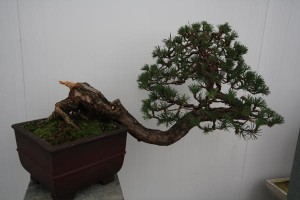 White Pine