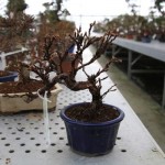 Potentilla