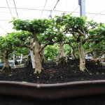 Premna group