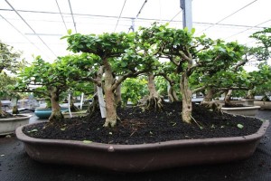 Premna group