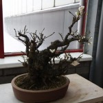 Prunus mume Prunus mume