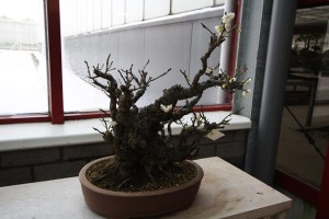 Prunus mume
