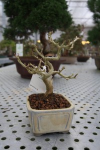 Punica Punica