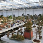 Range of Bonsai trees Range of Bonsai trees