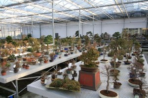 Range of Bonsai trees