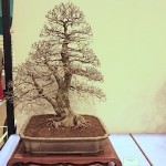 Siberian Elm Siberian Elm