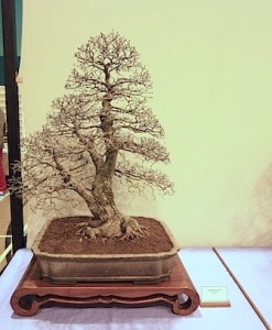 Siberian Elm