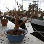 Shohin Stewartia