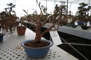 Shohin Stewartia