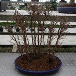 Stewartia group