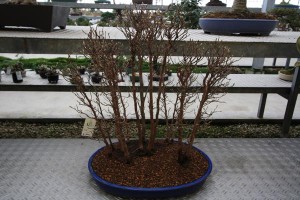 Stewartia group