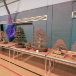 Swindon trees ready for selection at the set up Swindon trees ready for selection at the set up