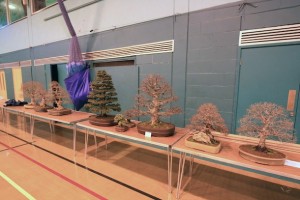 Swindon trees ready for selection at the set up