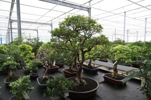Syzigium Syzigium