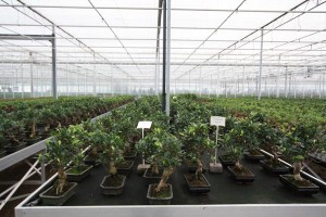 Taiwan Figs