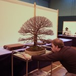 Tree moving into position via trolly