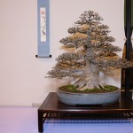 Trident Best in Show