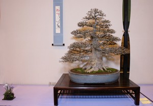 Trident BiS Trident Best in Show