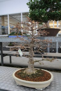 Trident maple Trident maple