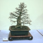 Trident Maple Trident maple