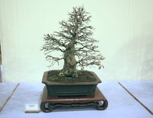 Trident maple