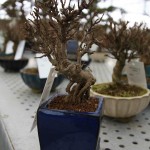 Trident maple Trident maple