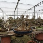 Trident maple