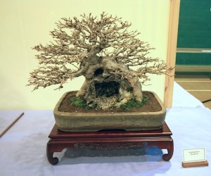 Trident maple Trident maple