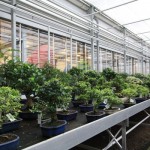 Tropical indoor trees Tropical indoor trees
