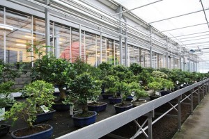 Tropical indoor trees