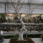 White Beech