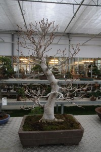 White Beech White Beech