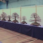 Swindon Bonsai Society club trees Swindon Bonsai Society club trees