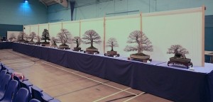 Swindon Bonsai Society club trees