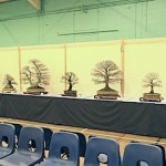 Swindon Bonsai Society club trees